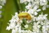 Cteniopus sulphureus